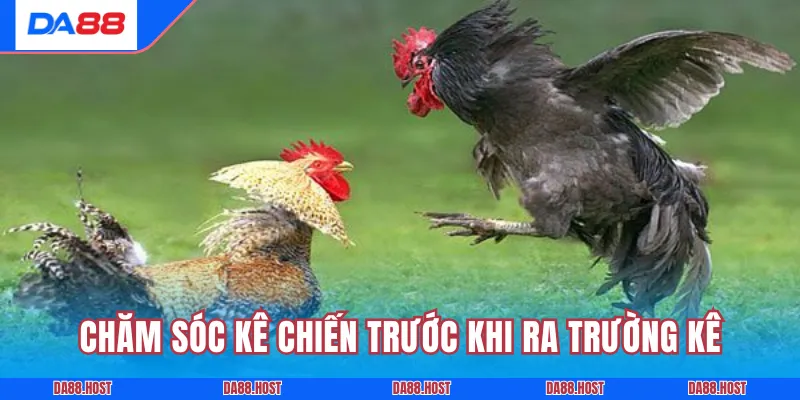 Chăm sóc kê chiến trước khi ra trường kê