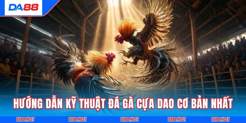 Hướng dẫn kỹ thuật đá gà cựa dao cơ bản nhất